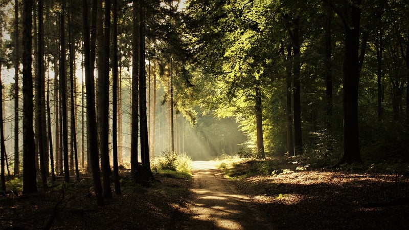 Mindful Walking Tours